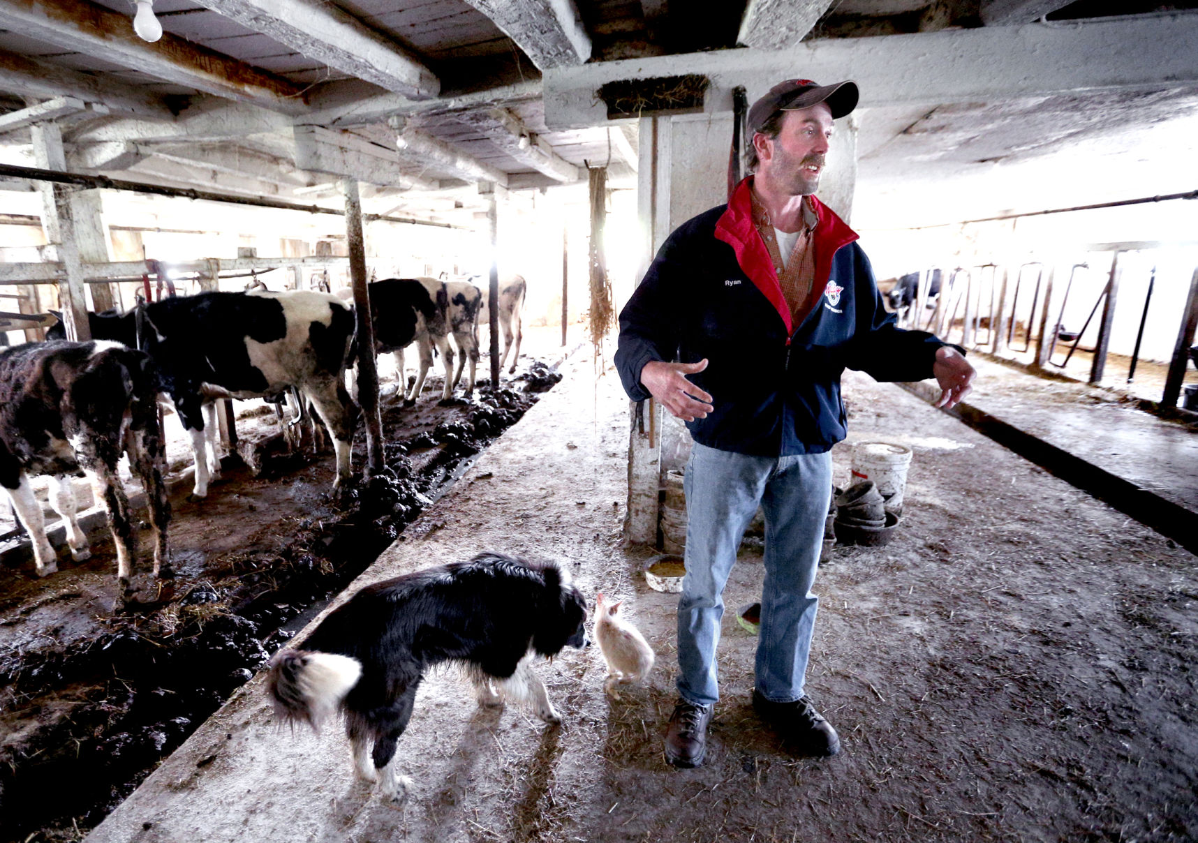 Dairy Crisis